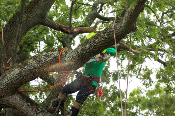 How Our Tree Care Process Works  in  Fairview, TX